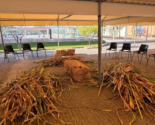 Atividade da Desfolhada Tradicional no Centro de Infância e Juventude e idosos